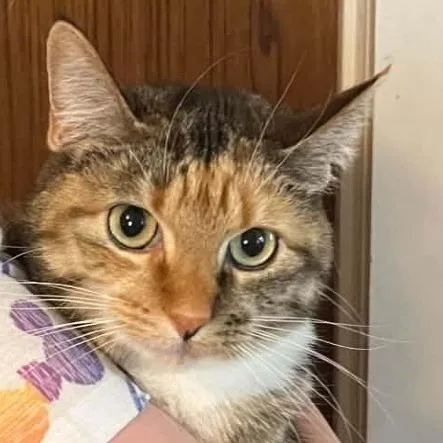 Milo  Cute Declawed thumbnail 2