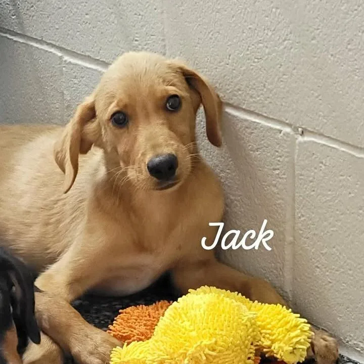A baby small-sized male Yellow / Tan / Blond / Fawn Yellow Labrador Retriever dog named Jack for adoption in Buchanan Dam, TX