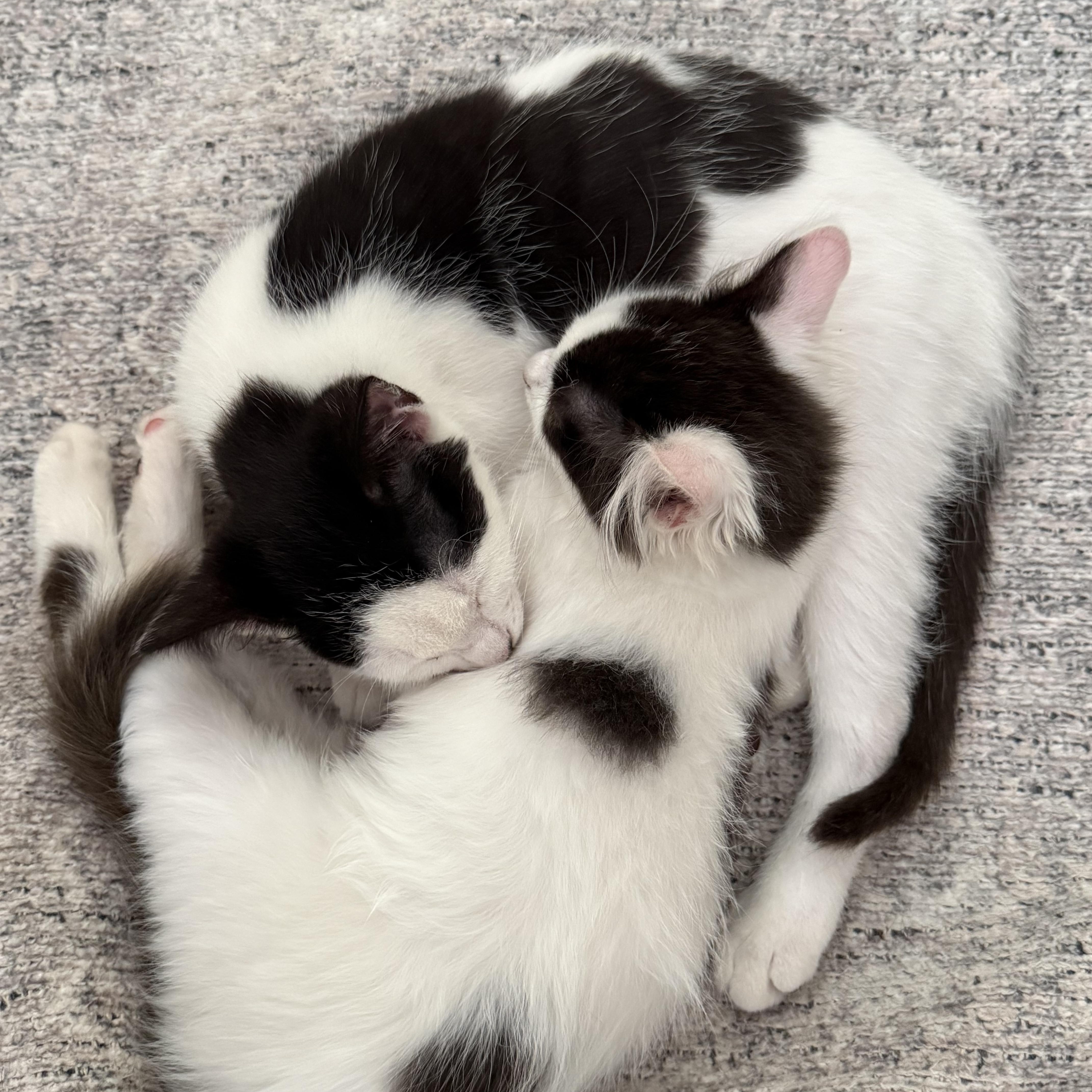 A baby medium-sized female Domestic Long Hair cat named Waylon and Jenny for adoption in Pendleton, OR