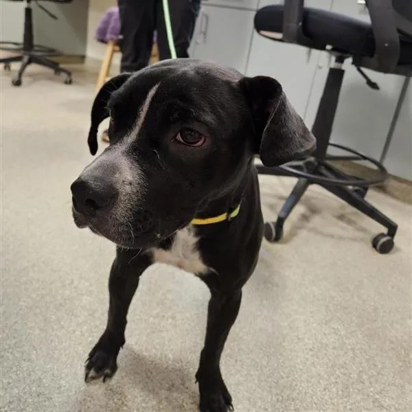 Kylie Green Gold thumbnail 2