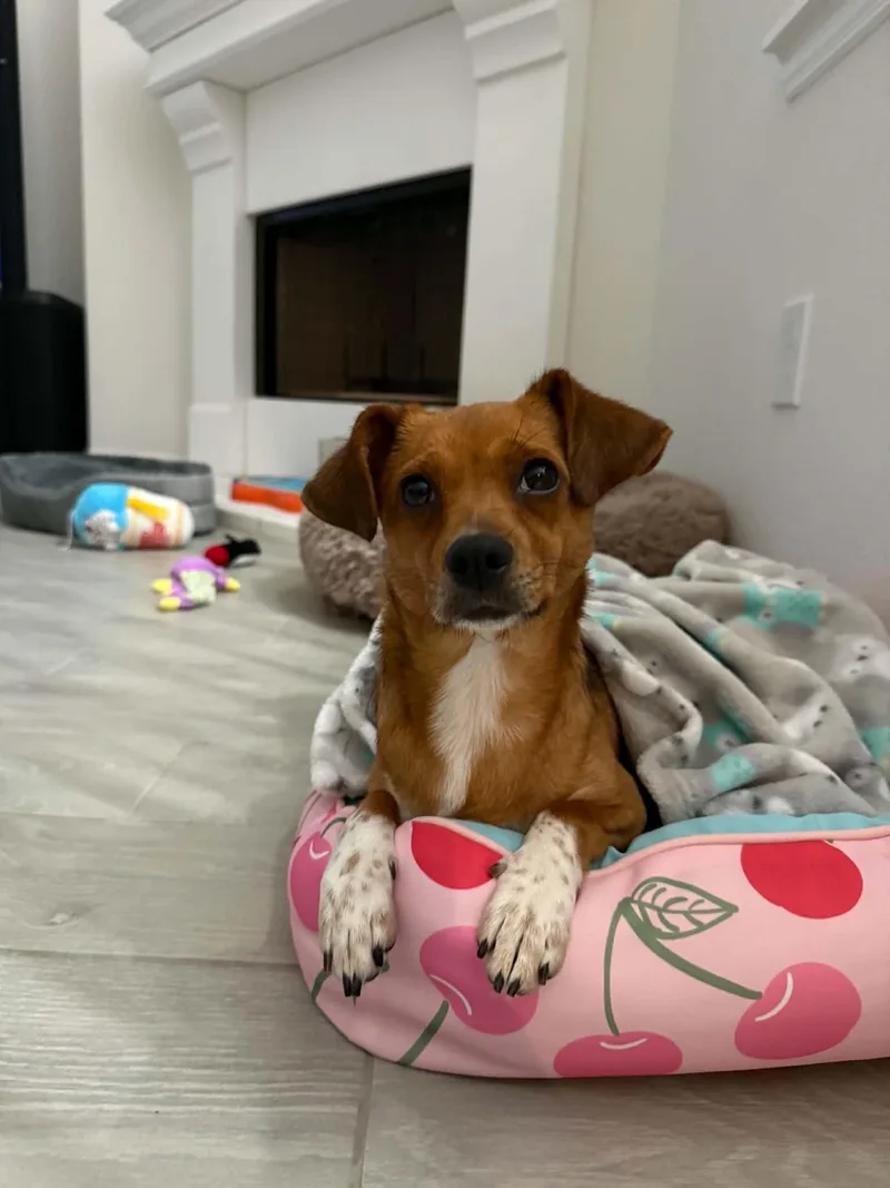 A young small-sized female Dachshund dog named Penny for adoption in Houston, TX