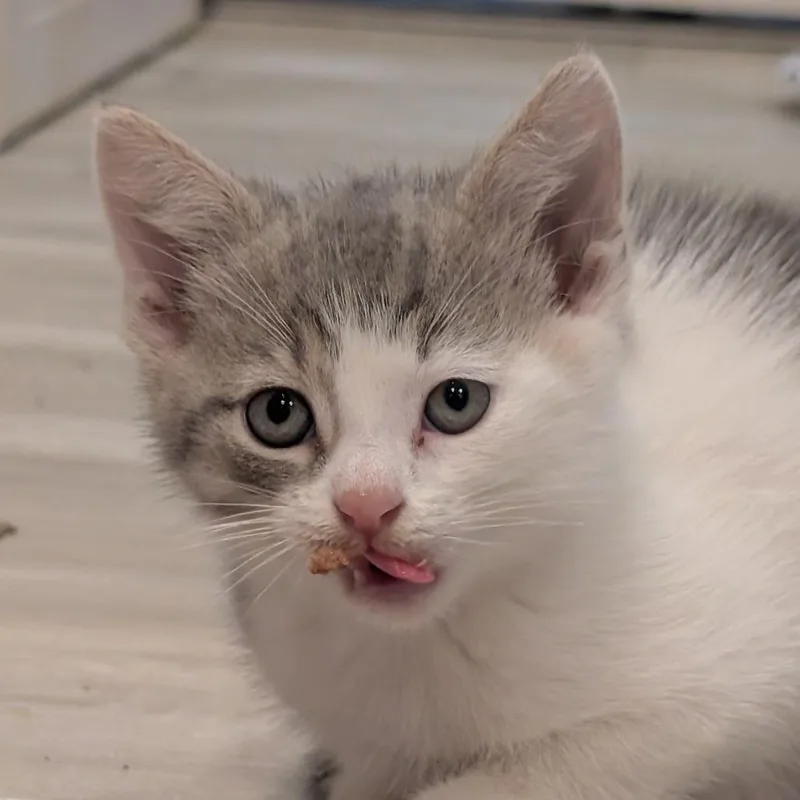 A baby small-sized male Gray / Blue / Silver Domestic Short Hair cat named Quack for adoption in Roselle, IL