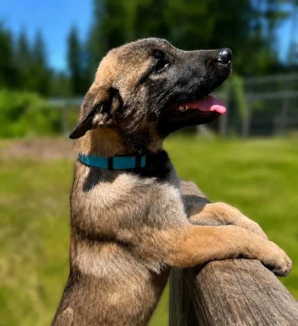 A young large-sized male German Shepherd Dog dog named Ender for adoption in Seattle, WA