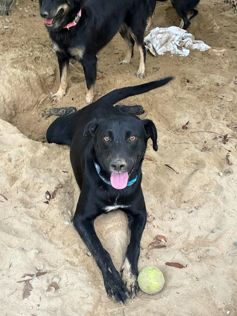 An adult medium-sized male Black Labrador Retriever dog named Congo for adoption in Rio Grande , PR