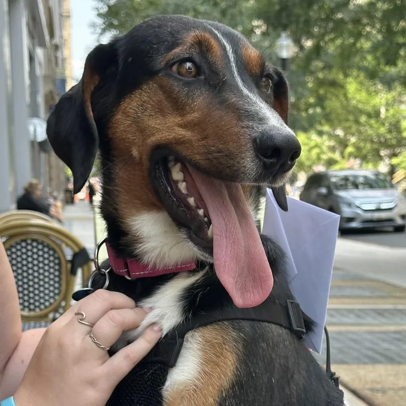 An adult medium-sized male Hound dog named Donald for adoption in Washington, DC