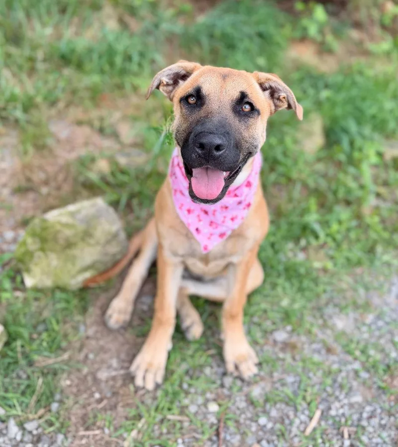 A young medium-sized female Black Mouth Cur dog named Lola for adoption in Ellijay, GA