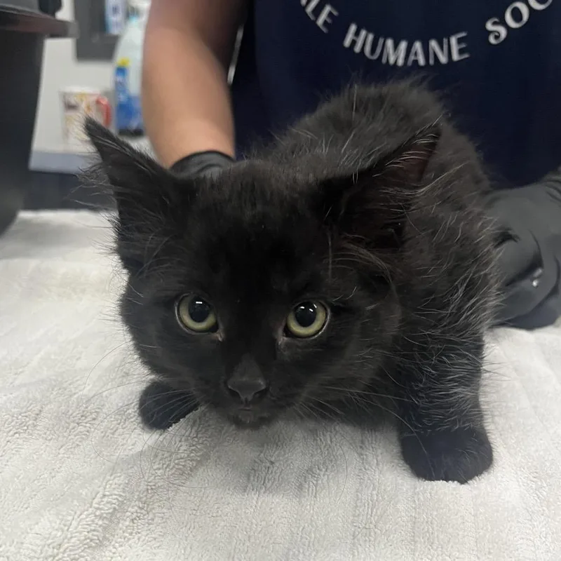 A baby small-sized female Domestic Medium Hair cat named Freya for adoption in Hinsdale, IL