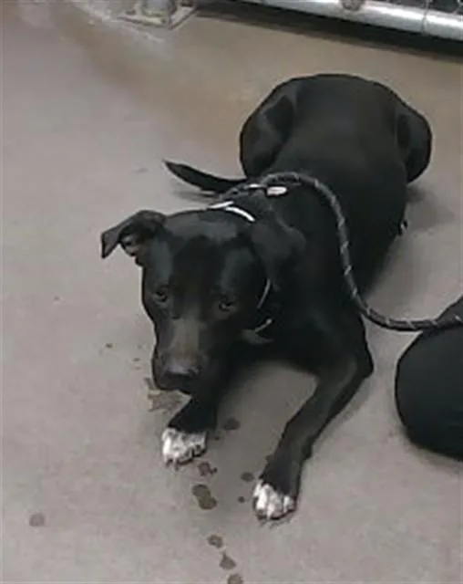 An adult large-sized female Labrador Retriever dog named Moonpie for adoption in Phoenix, AZ