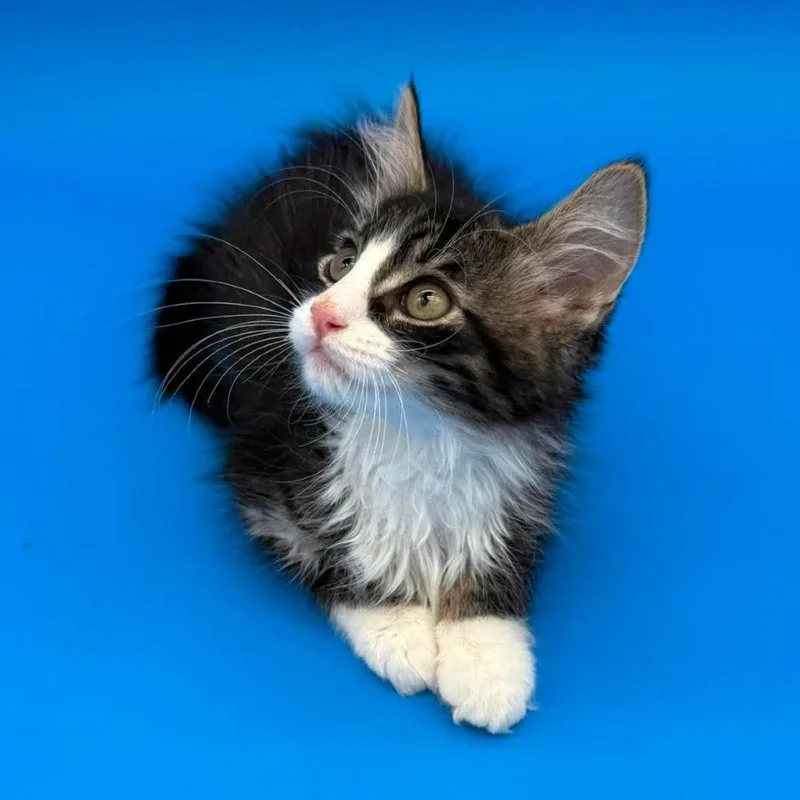 A baby small-sized male Brown / Chocolate Domestic Long Hair cat named Ames for adoption in Plainfield, IL