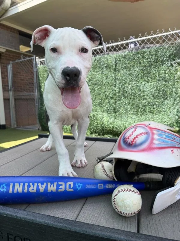 A baby medium-sized male Pit Bull Terrier dog named Slugger for adoption in Canton, GA