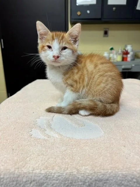 A baby medium-sized male Domestic Short Hair cat named Morris for adoption in Cookeville, TN