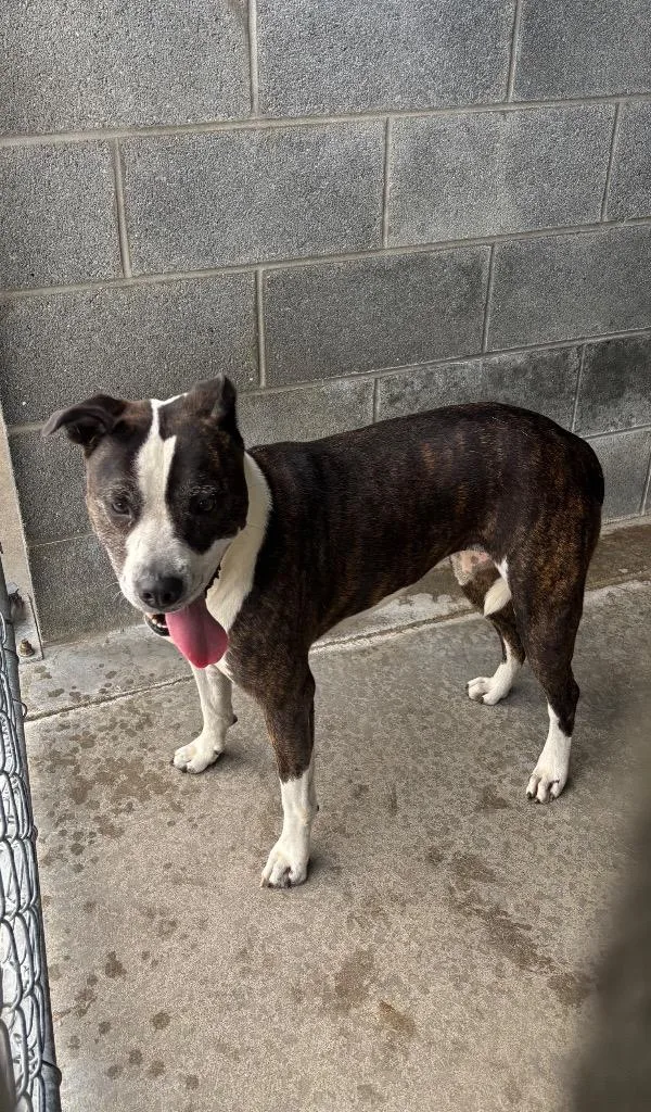 A young large-sized male American Staffordshire Terrier dog named Battlefield BQ for adoption in Chickamauga , GA