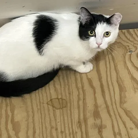 A young small-sized female Domestic Short Hair cat named Jasmine for adoption in Marietta, GA