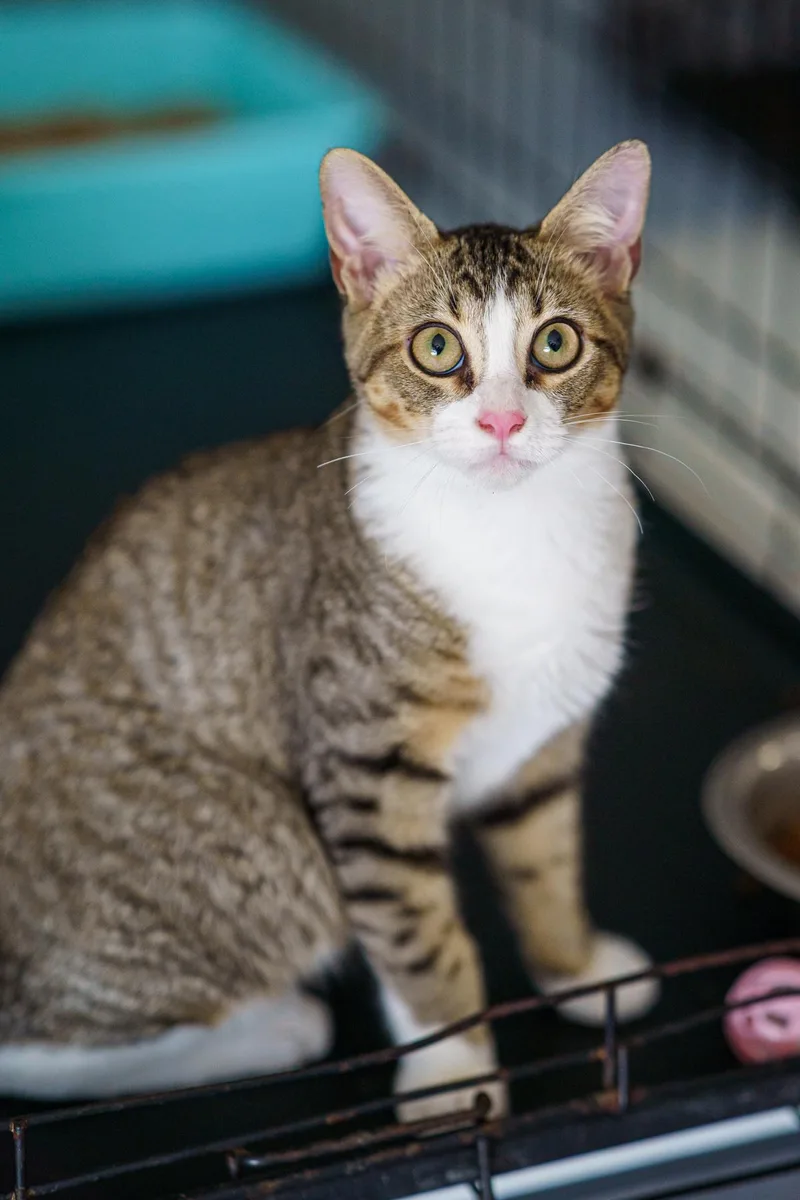 A young medium-sized female Orange & White American Shorthair cat named Hocus Pocus and for adoption in LAMPASAS, TX