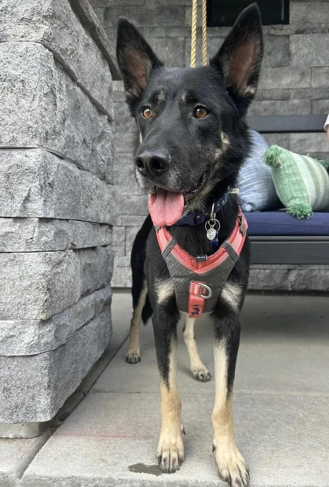 An adult medium-sized male German Shepherd Dog dog named Bear for adoption in Thornton, CO