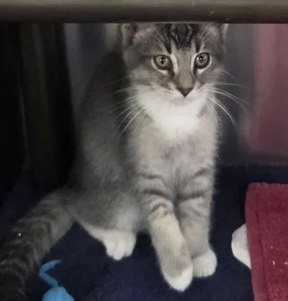 Grilled Cheese thumbnail 2