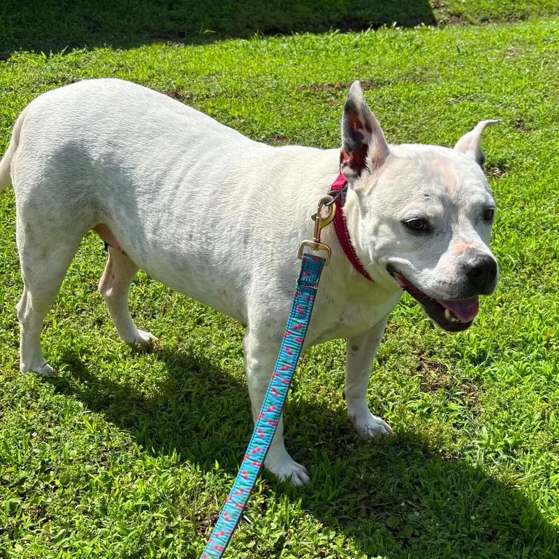 A senior large-sized female White / Cream American Staffordshire Terrier dog named Molly Potts for adoption in Hackett, AR