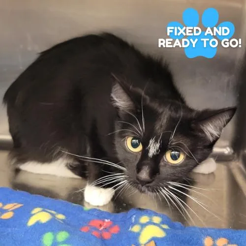 An adult medium-sized female Black Domestic Short Hair cat named Soy Sauce for adoption in Amarillo, TX