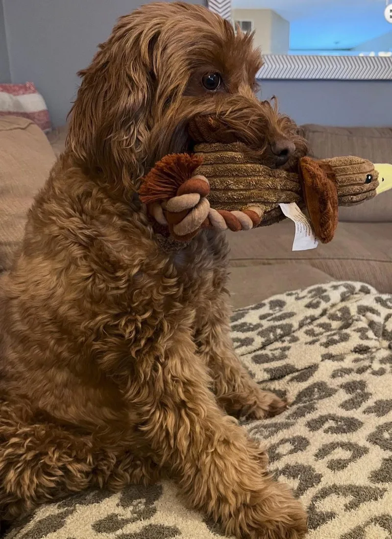 A senior medium-sized female Goldendoodle dog named Betty Boop for adoption in Landenberg, PA