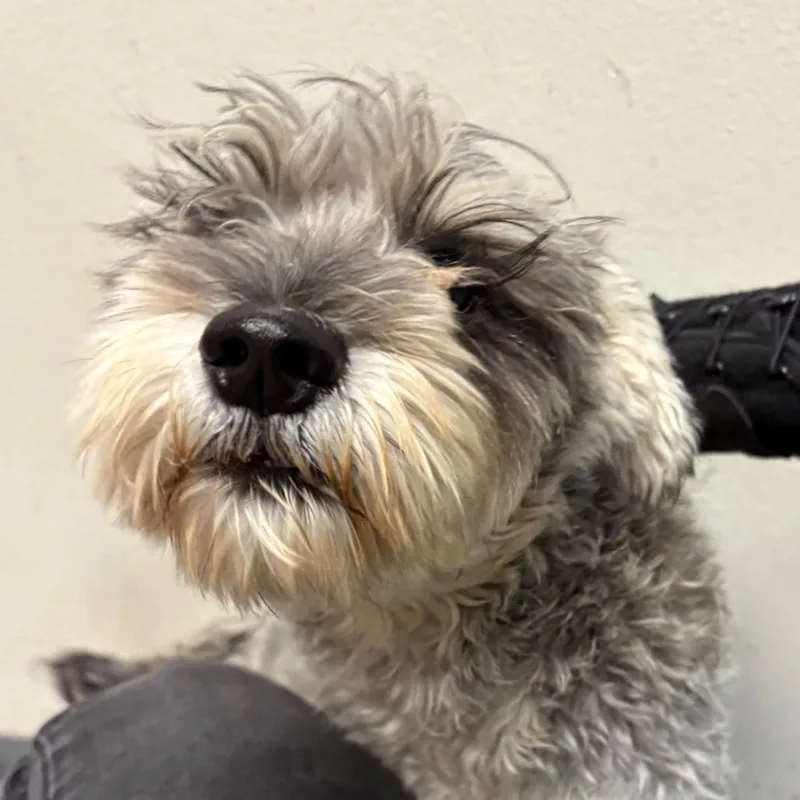 A young medium-sized male Gray / Blue / Silver Standard Schnauzer dog named Argos for adoption in Yuma, AZ