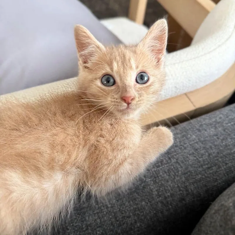 A baby medium-sized male Buff / Tan / Fawn Domestic Short Hair cat named Buddy for adoption in LEETONIA, OH