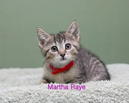 A baby small-sized female Domestic Short Hair cat named Martha Raye for adoption in Parma, OH