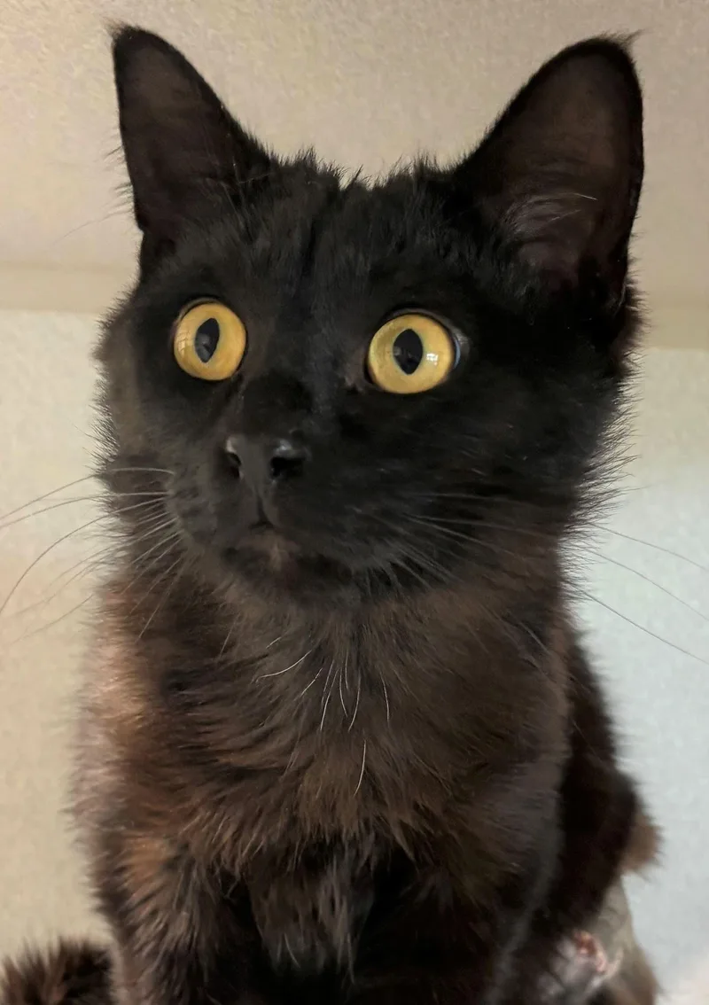 A young medium-sized male Domestic Long Hair cat named Razz for adoption in Iowa City, IA