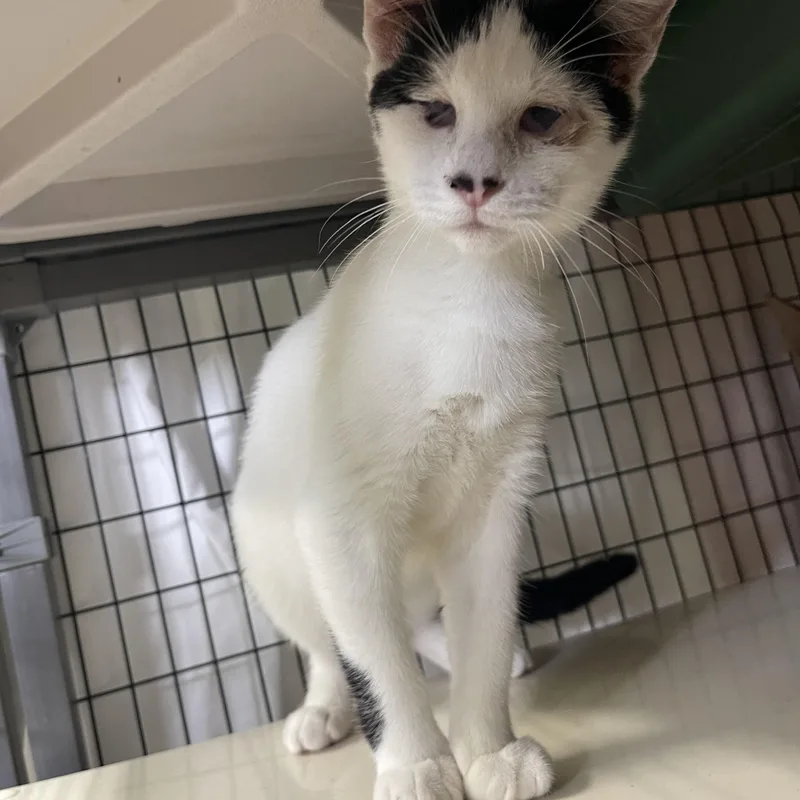 A baby medium-sized female Domestic Short Hair cat named Jetta for adoption in Sebring, FL