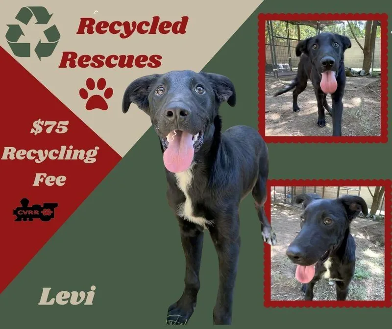 A young medium-sized male Border Collie dog named Levi for adoption in LINDSAY, CA