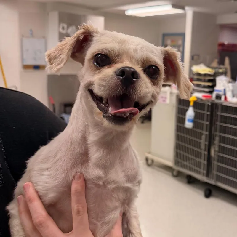 An adult small-sized male Shih Tzu dog named Princeton for adoption in Indianapolis, IN