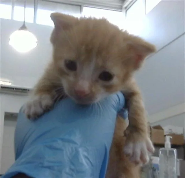 A baby medium-sized male Domestic Short Hair cat named Cheetos for adoption in Dallas, TX