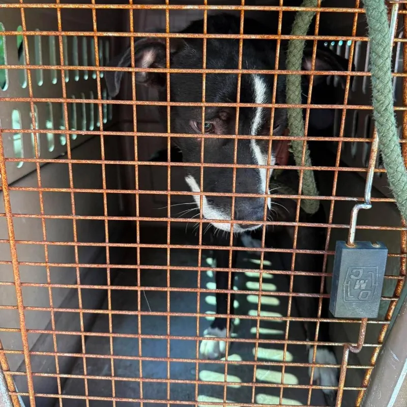 A young medium-sized female Black Mixed Breed dog named Janice for adoption in Huntington, WV