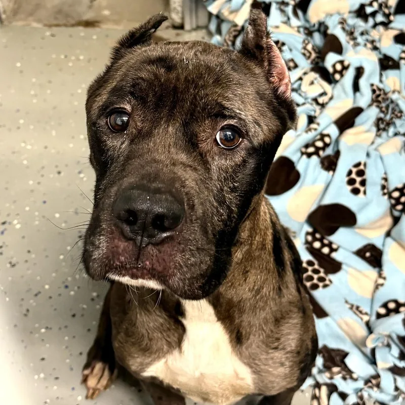 A young medium-sized male Brindle Cane Corso dog named Pluto for adoption in Waldorf, MD