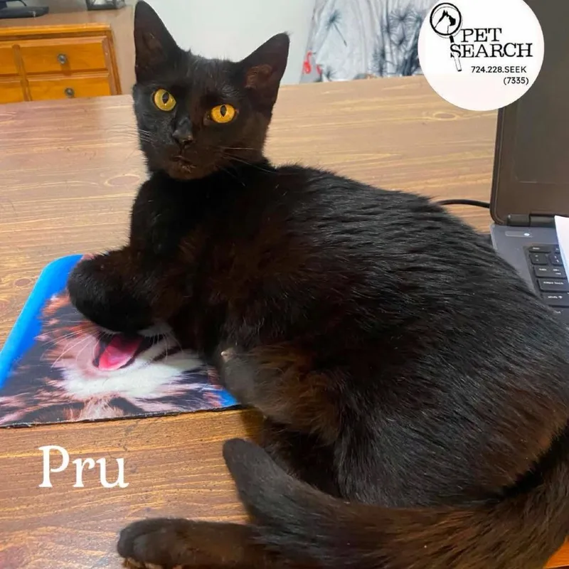 An adult small-sized female Black Domestic Short Hair cat named Pru for adoption in Washington, PA