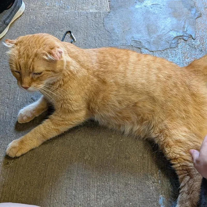 A senior large-sized male Orange / Red Domestic Short Hair cat named Ginger for adoption in Greenville, PA