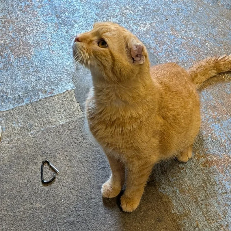 Ginger thumbnail 2