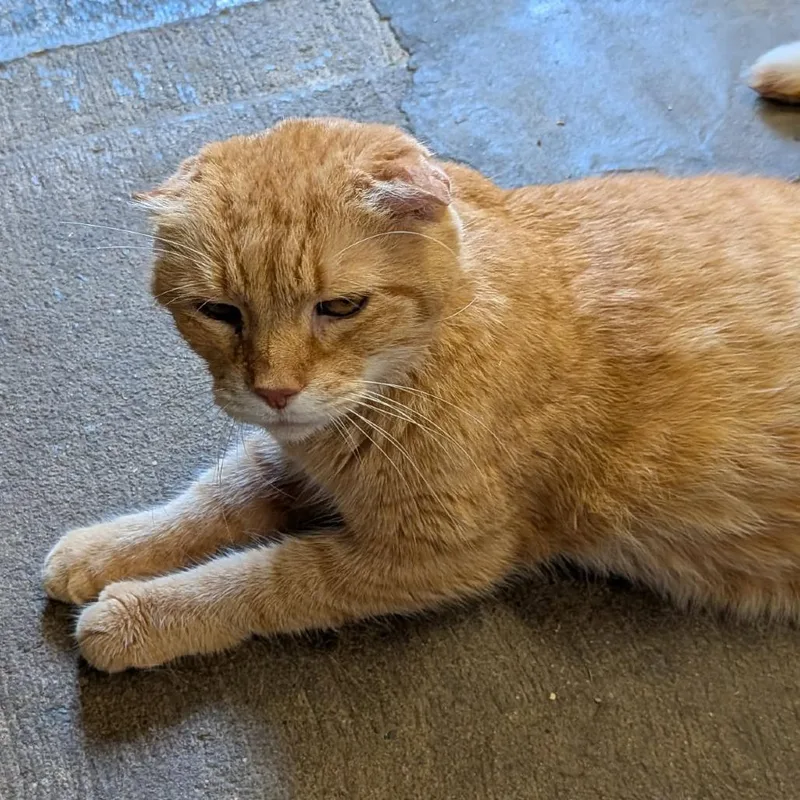 Ginger thumbnail 3