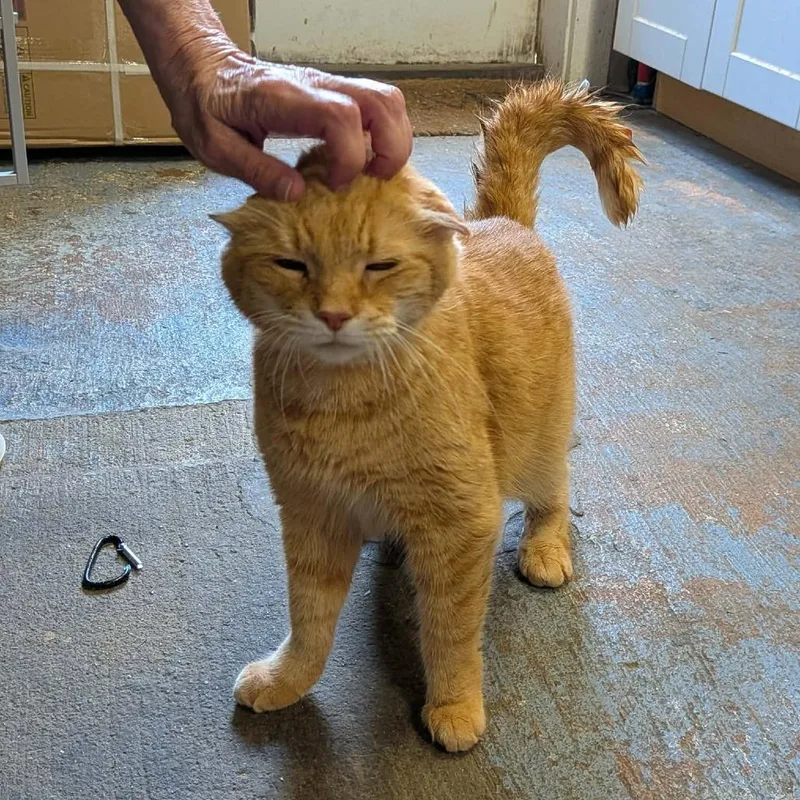 Ginger thumbnail 4