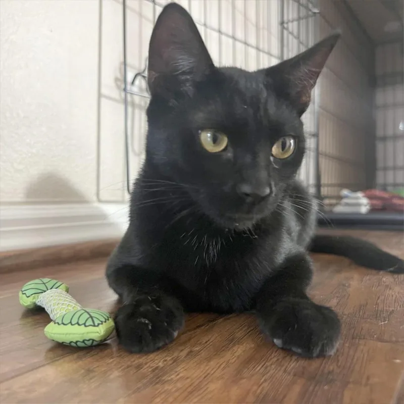 A young small-sized male Black American Shorthair cat named Americano for adoption in Garden Grove, CA