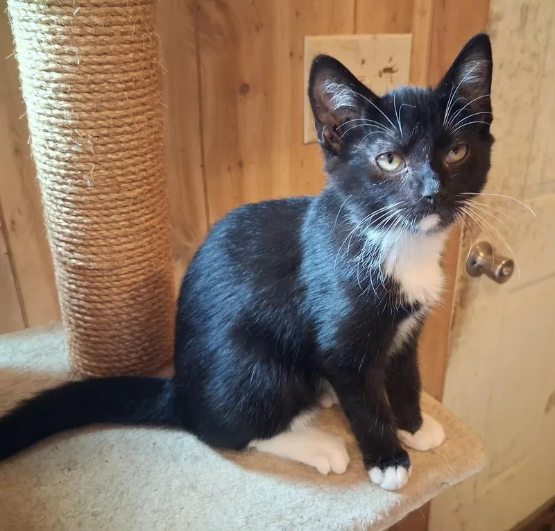 A baby small-sized female Black & White / Tuxedo Domestic Short Hair cat named Sansa for adoption in Greensboro, NC