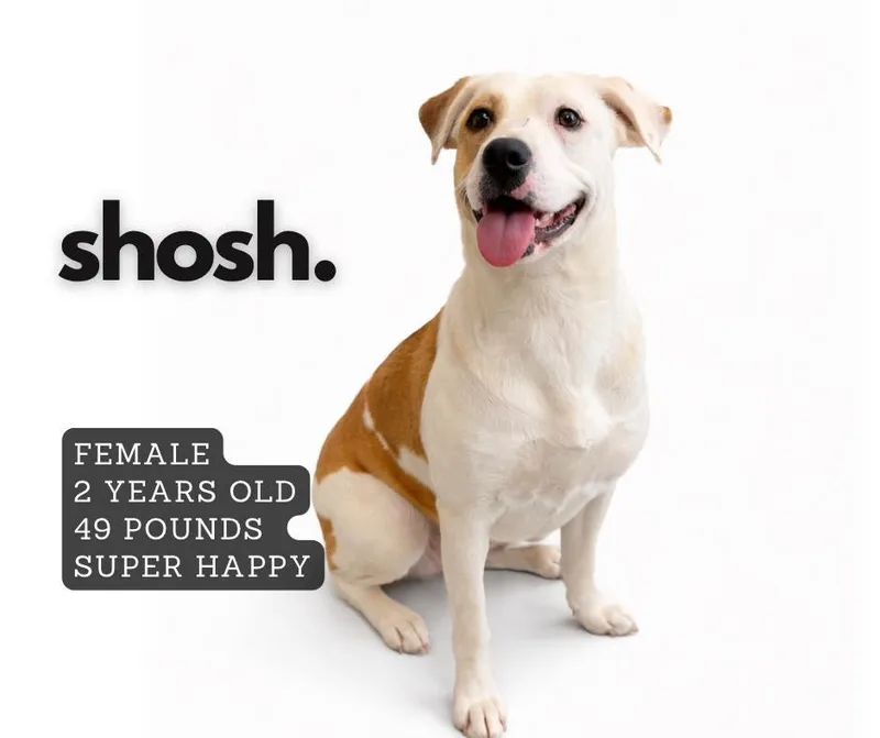 A young large-sized female Mixed Breed dog named Shosh for adoption in Ashland, KY