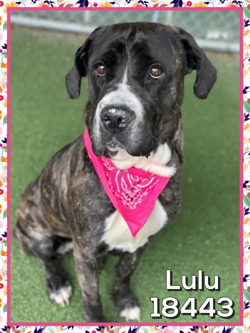Lulu