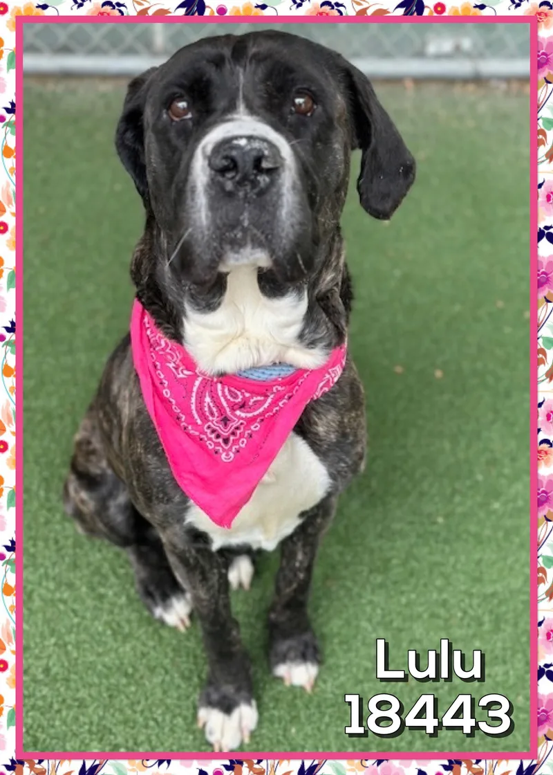 Lulu thumbnail 2