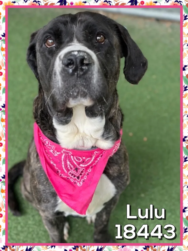 Lulu thumbnail 3