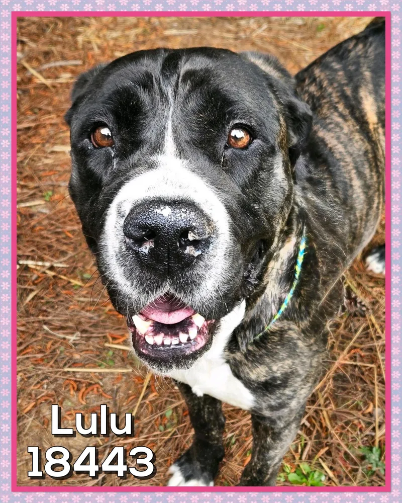 Lulu thumbnail 4