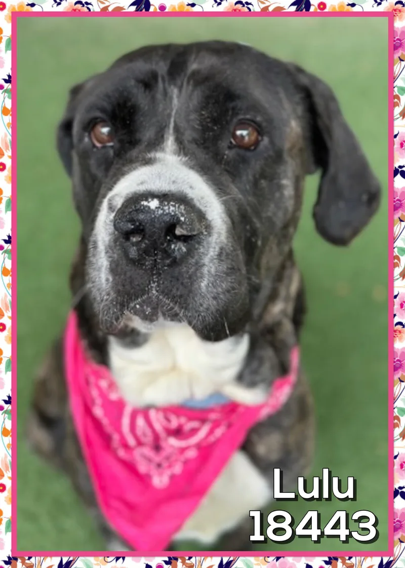 Lulu thumbnail 5