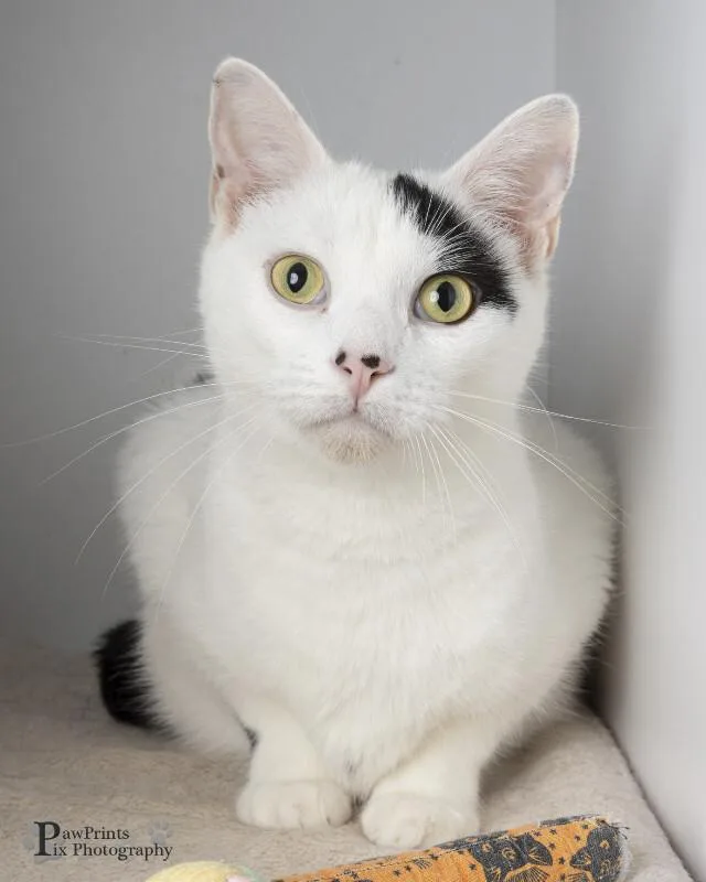 An adult medium-sized male White Domestic Short Hair cat named Trigger for adoption in Maryville, TN