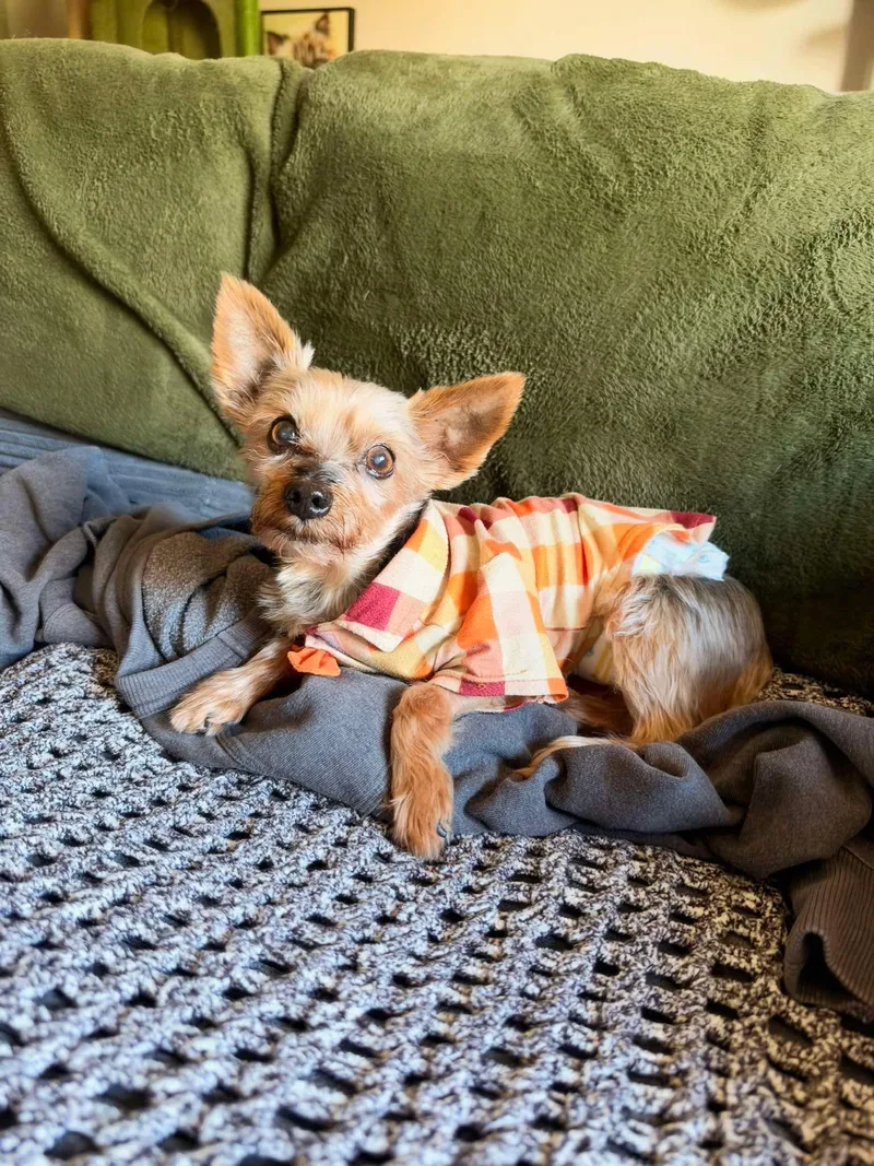 A senior small-sized male Tricolor (Brown, Black, & White) Yorkshire Terrier dog named Pluto for adoption in Oak Forest, IL