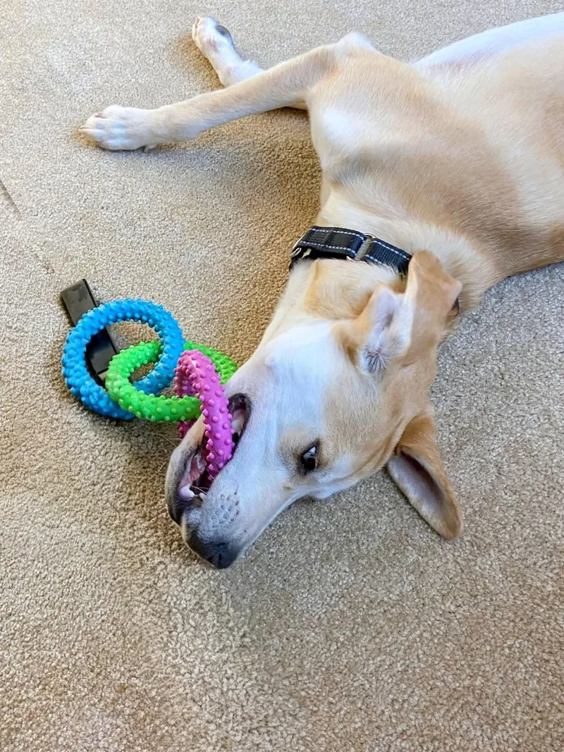 Odie  In Ct thumbnail 2