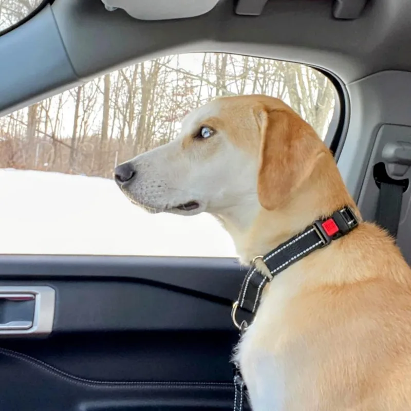 Odie  In Ct thumbnail 5